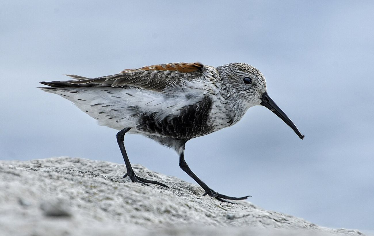 В Україні помітили птахів з Арктики: на Одещині зимує зграя рідкісного виду