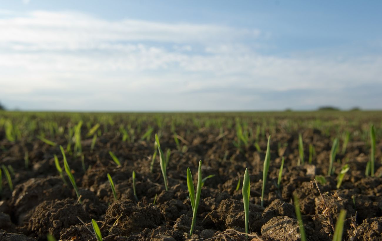 Весна випереджає графік: де в Україні вже "прокинулись" озимі та в якому вони стані
